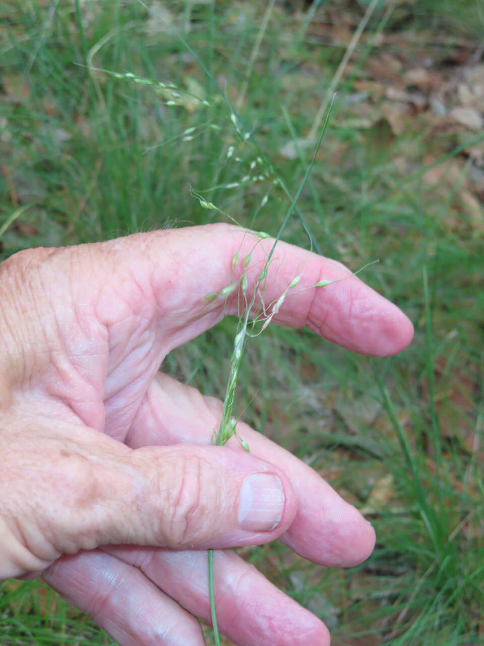 Image of pinyon ricegrass