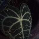 Image of Anthurium clarinervium Matuda