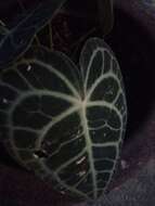 Image of Anthurium clarinervium Matuda