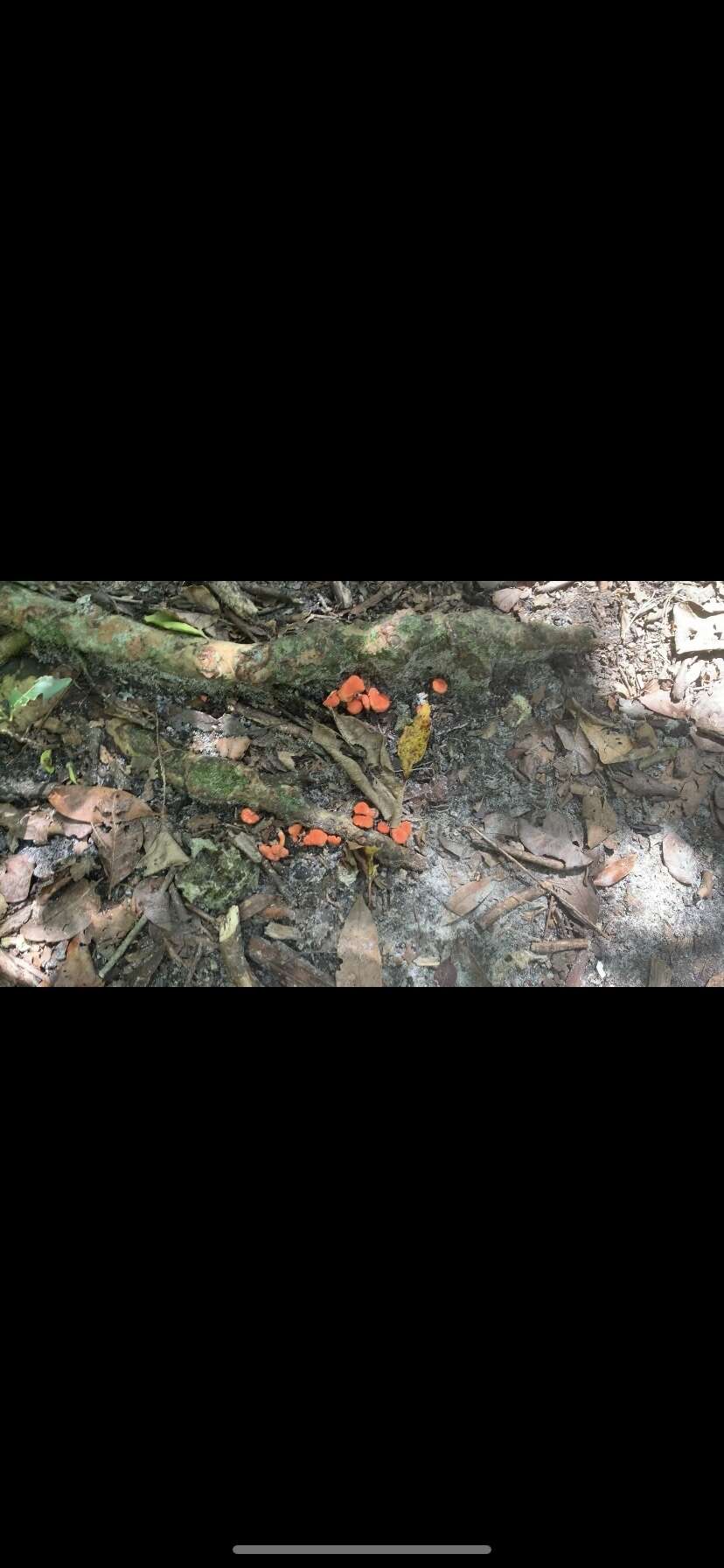 Image de Cantharellus coccolobae Buyck, P. A. Moreau & Courtec. 2016