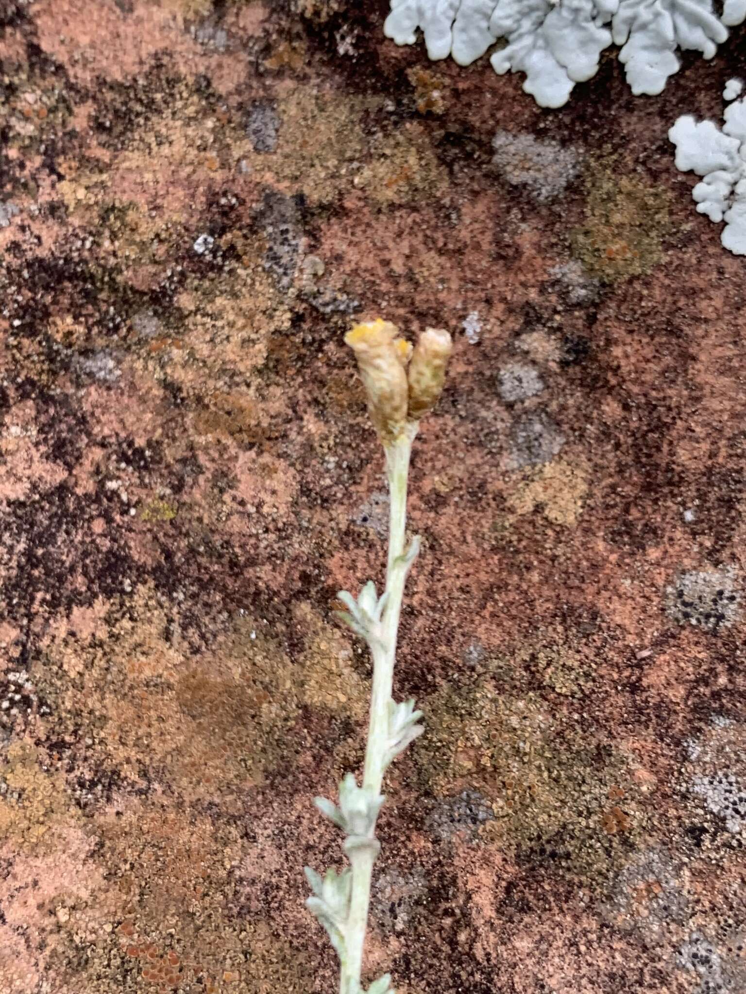 Image of Helichrysum dregeanum Harv. & Sond.