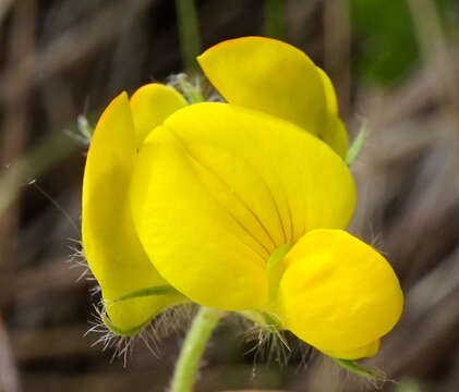 Plancia ëd Lotus borbasii Ujhelyi