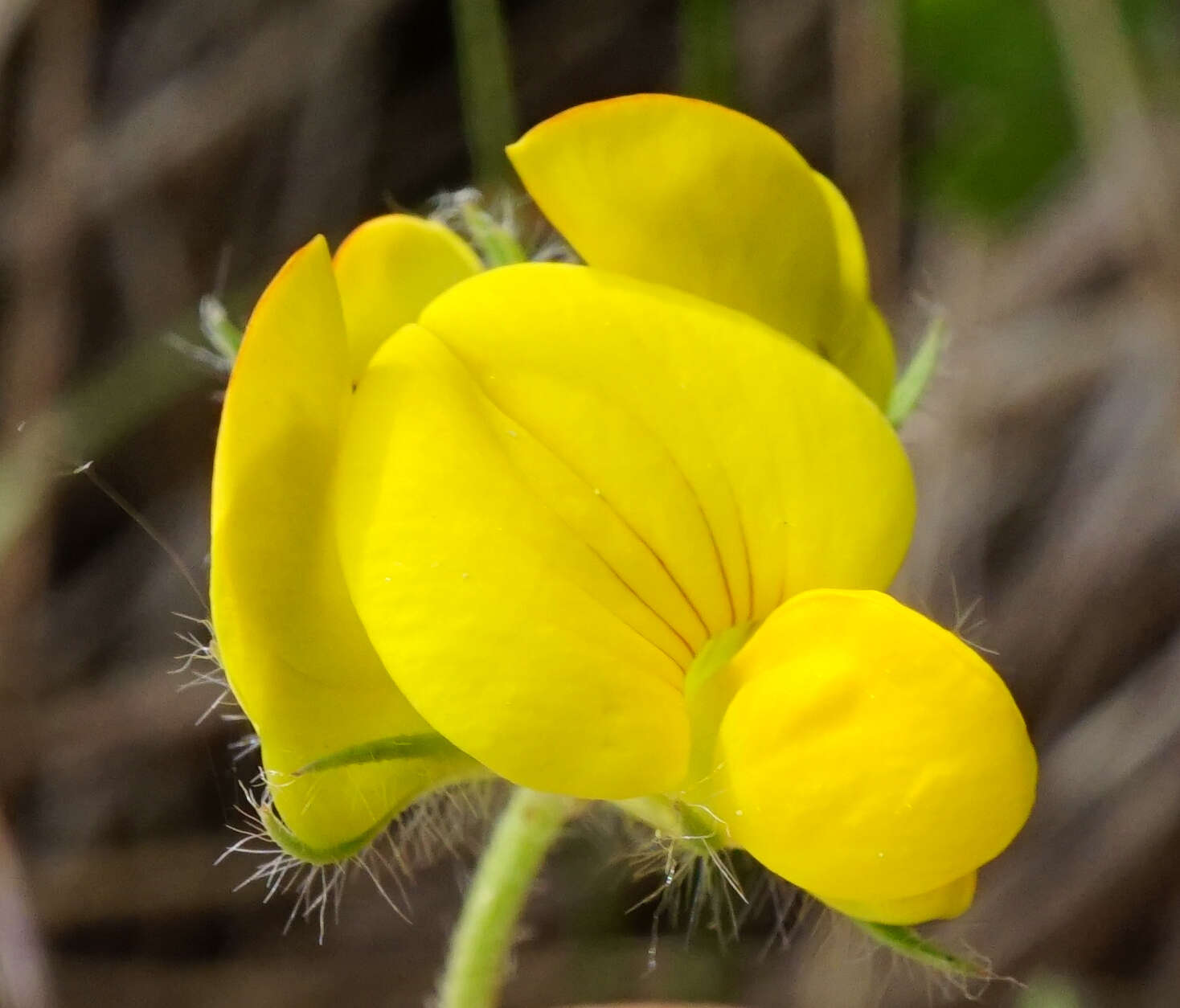 Image of Lotus borbasii Ujhelyi