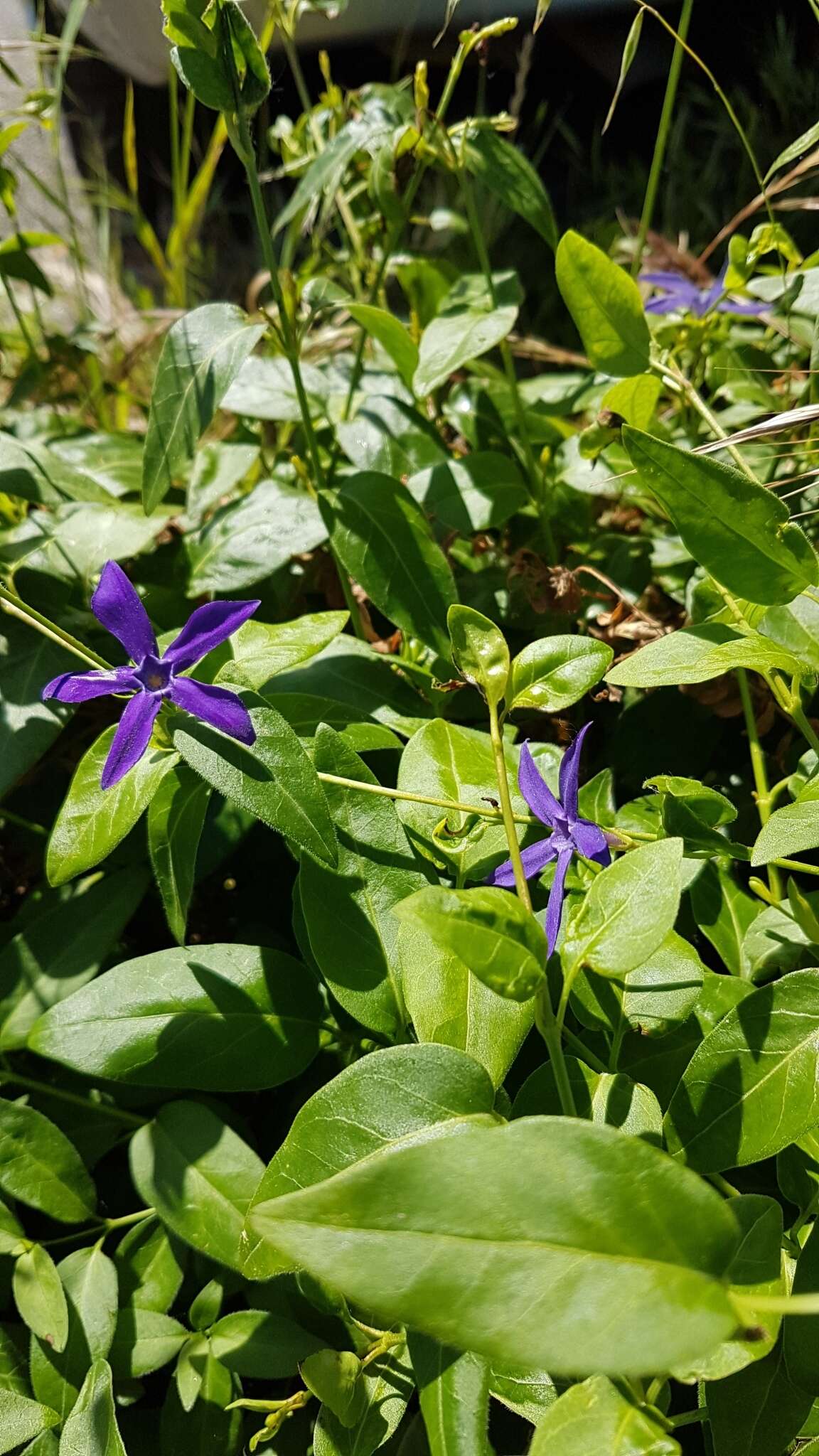 Image of Vinca major subsp. hirsuta (Boiss.) Stearn