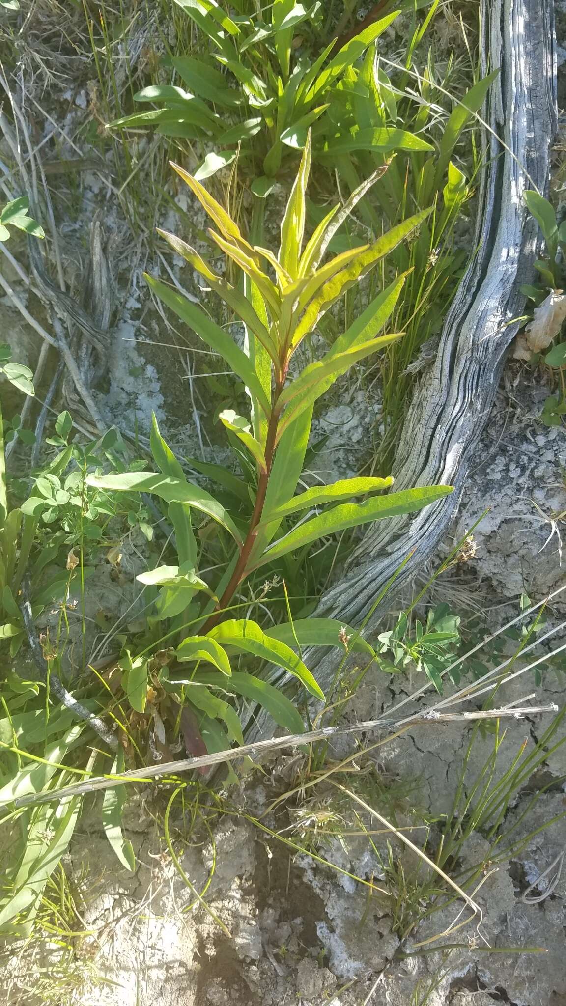 Image of Nevada Goldenrod