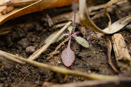 Image of Mouse-ear Cress