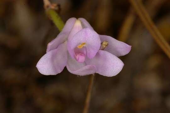 Imagem de Polystachya zuluensis L. Bolus