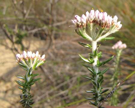 Image of Purple Blombos