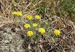 Слика од Alyssum lenense Adams