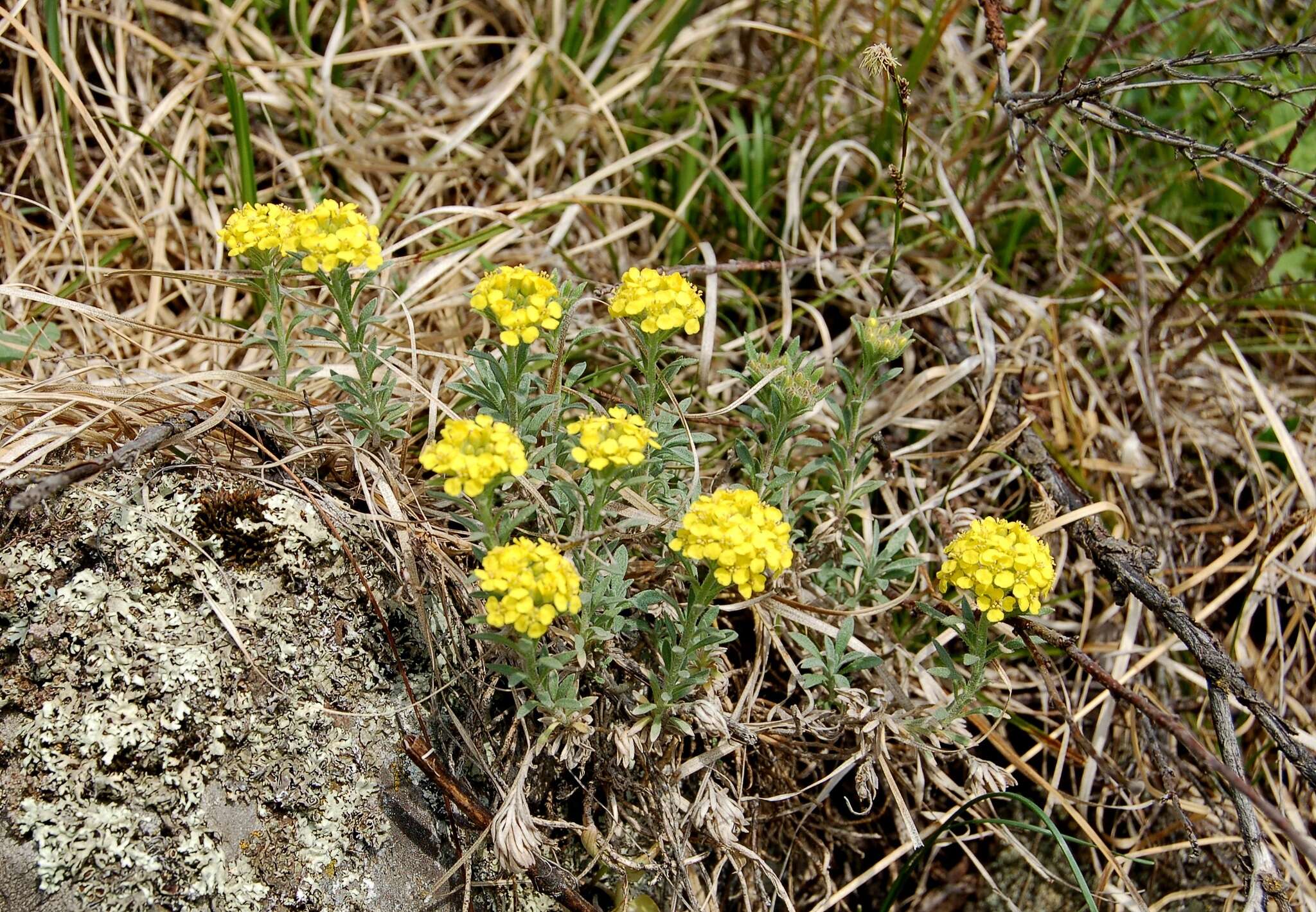 Sivun Alyssum lenense Adams kuva