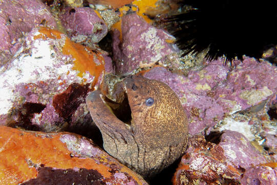 Image of Griffin&#39;s moray