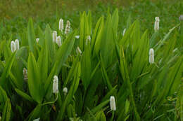 Image of Pontederia reflexa