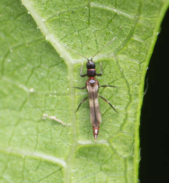 Image of Banded thrip