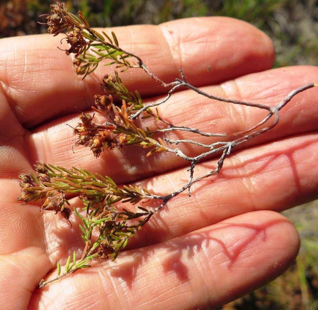 Image of Erica filiformis var. longibracteata H. Bol.