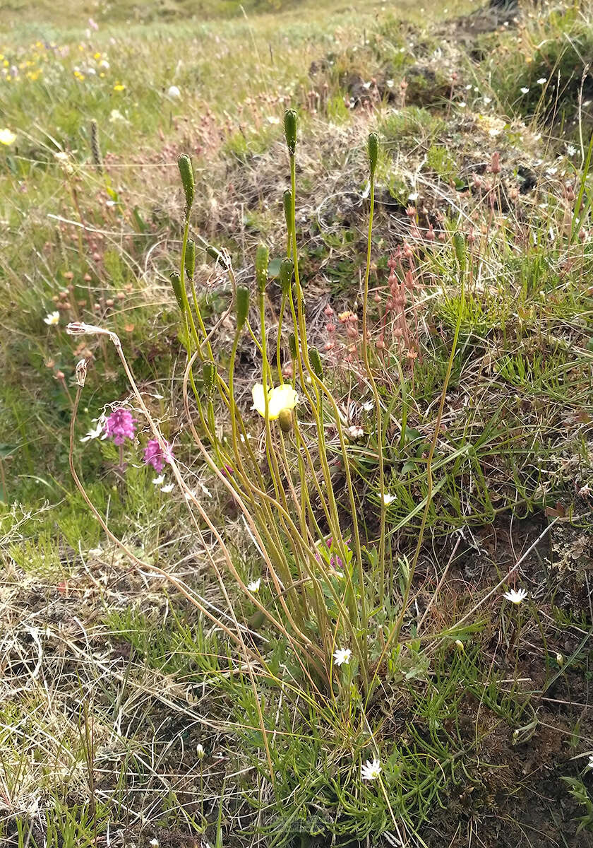 Image of Papaver lapponicum subsp. jugoricum (Tolm.) S. V. Gudoshnikov