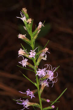 Image of wand blazing star