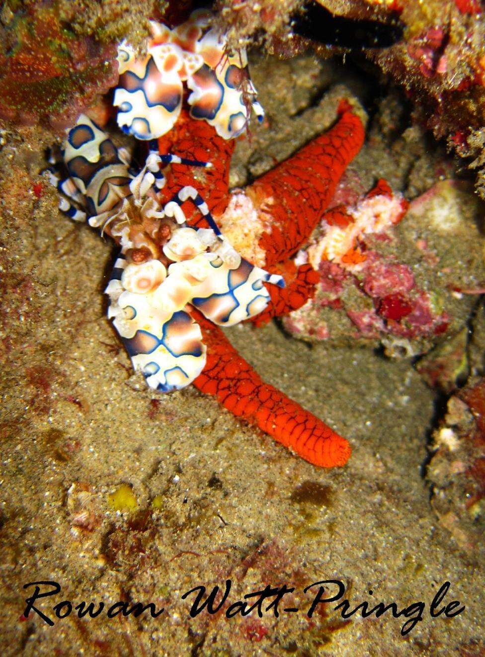 Image of Orange spotted purple sea star