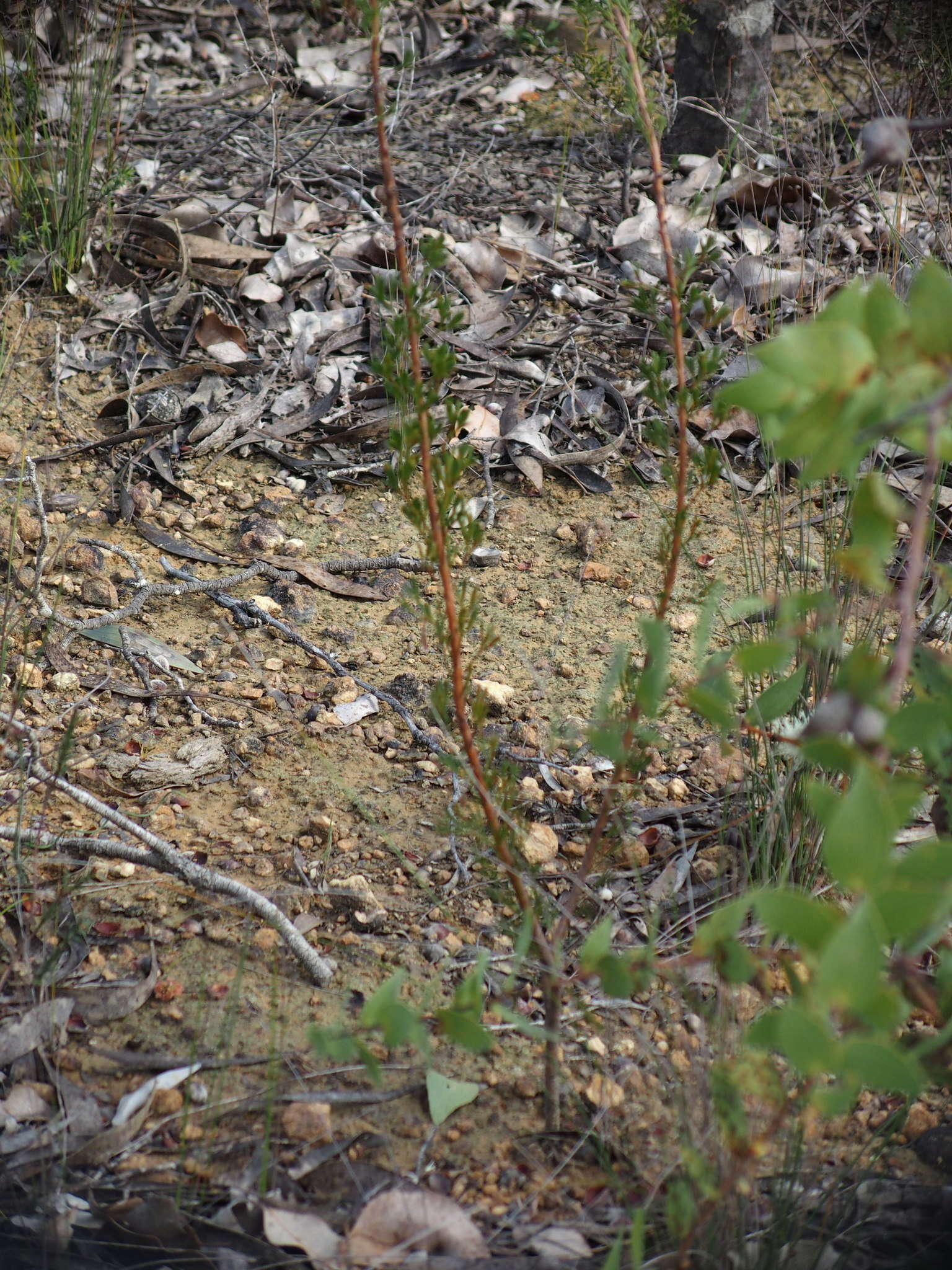 Image of Petrophile squamata R. Br.