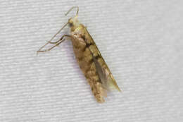 Image of Argyresthia alternatella Kearfott 1908