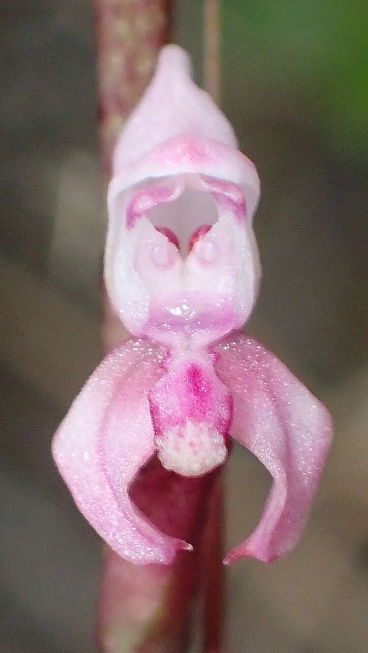 Disa aconitoides subsp. aconitoides resmi