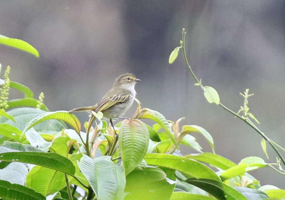 Image of Choco Tyrannulet