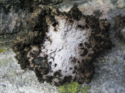 Image of blistered navel lichen