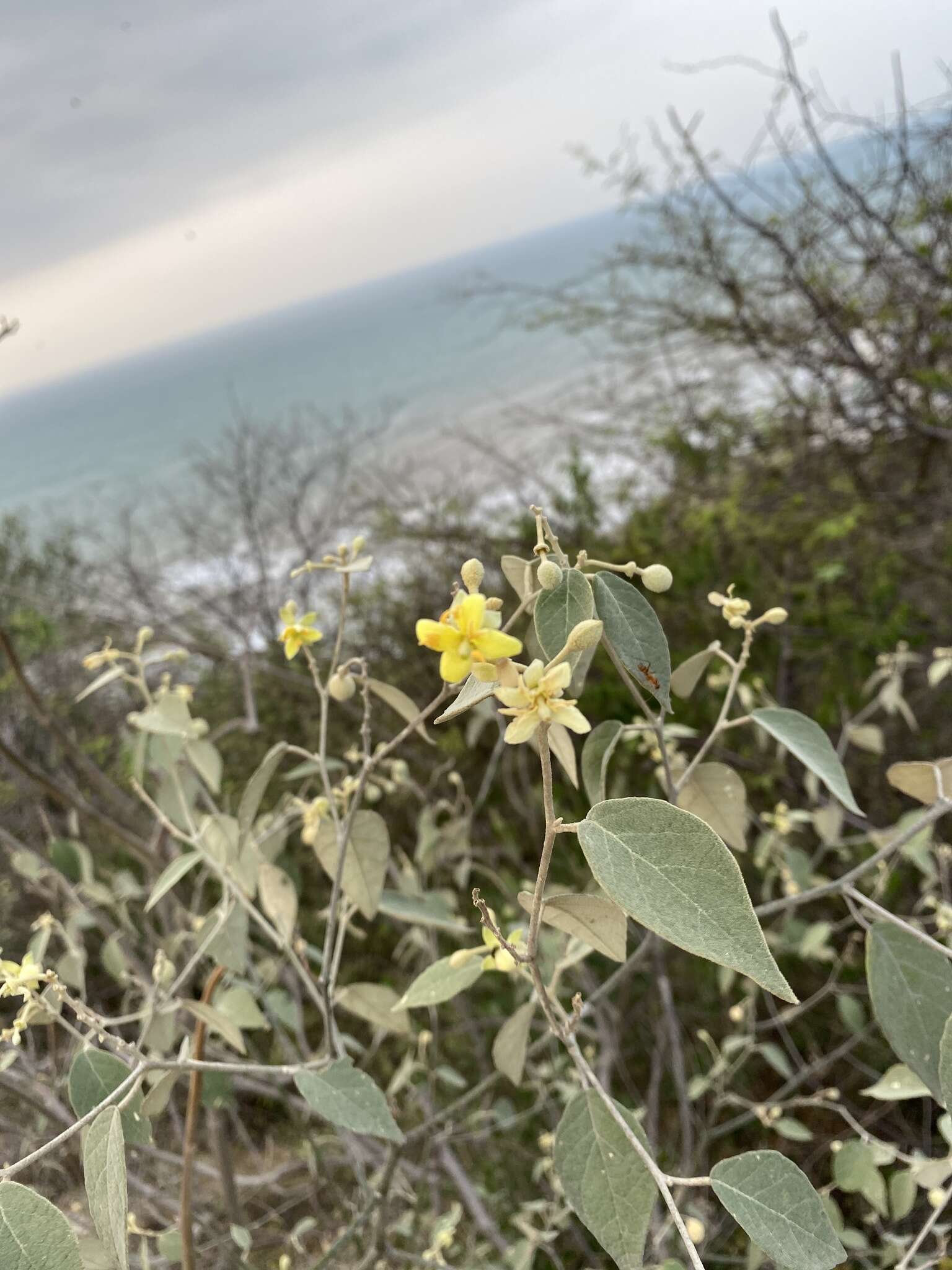 Image of Capparicordis crotonoides (Kunth) Iltis & Cornejo