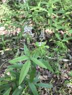 Image of Sampson's-Snakeroot