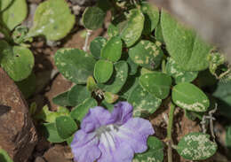 Image of Ruellia insignis Balf. fil.