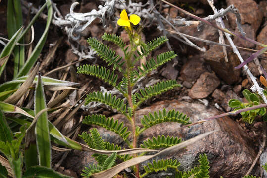 Image of Adesmia punctata (Poir.) DC.