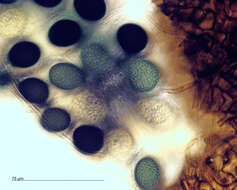 Image of Gelasinospora