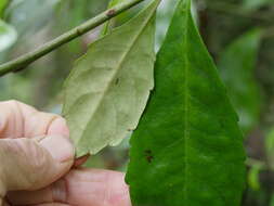 Image of Shrubby honeysuckle