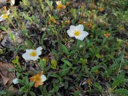 صورة Dryas octopetala subsp. viscosa (Juz.) Hult.