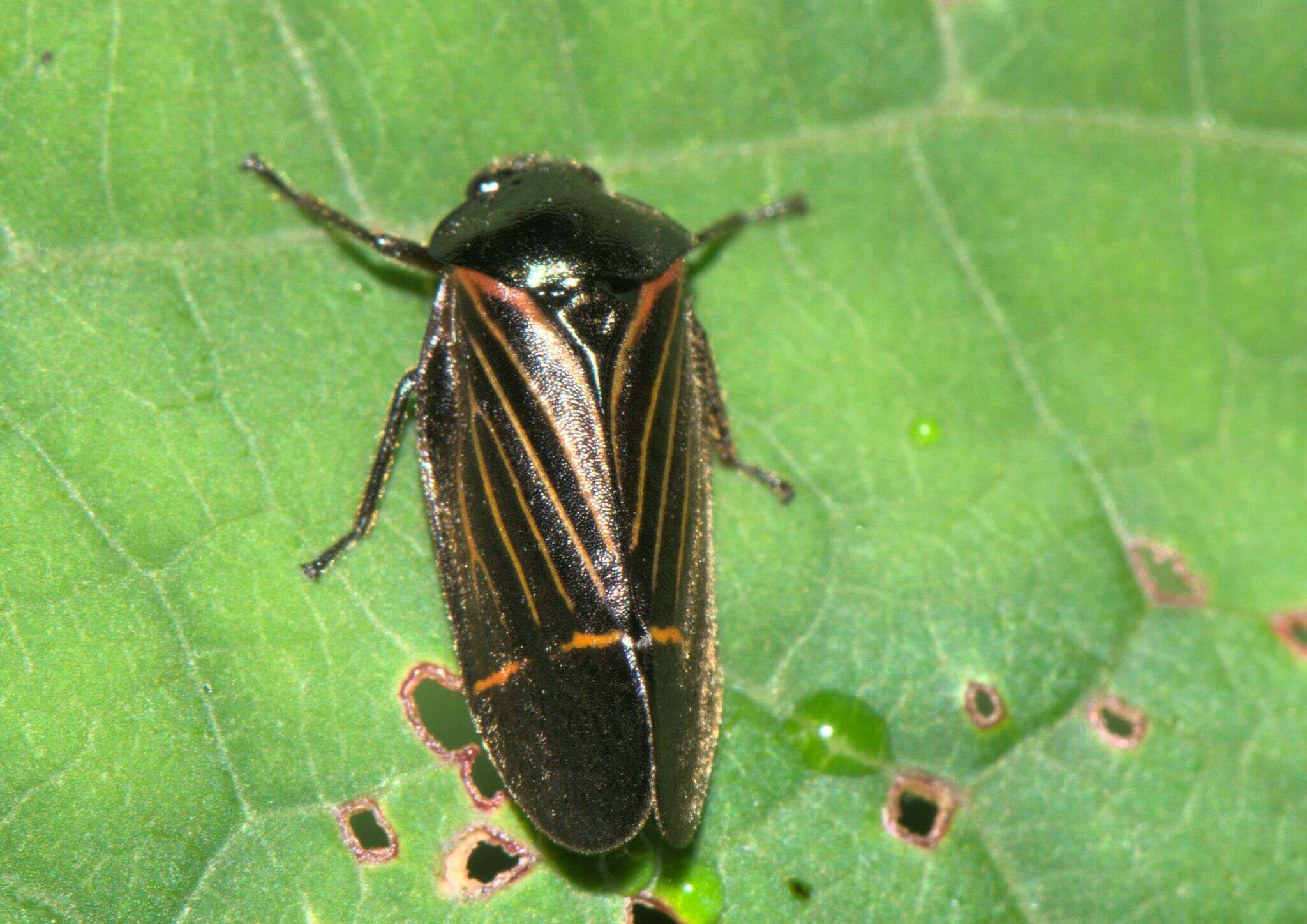 Image of Cosmoscarta elegantula Butler 1874