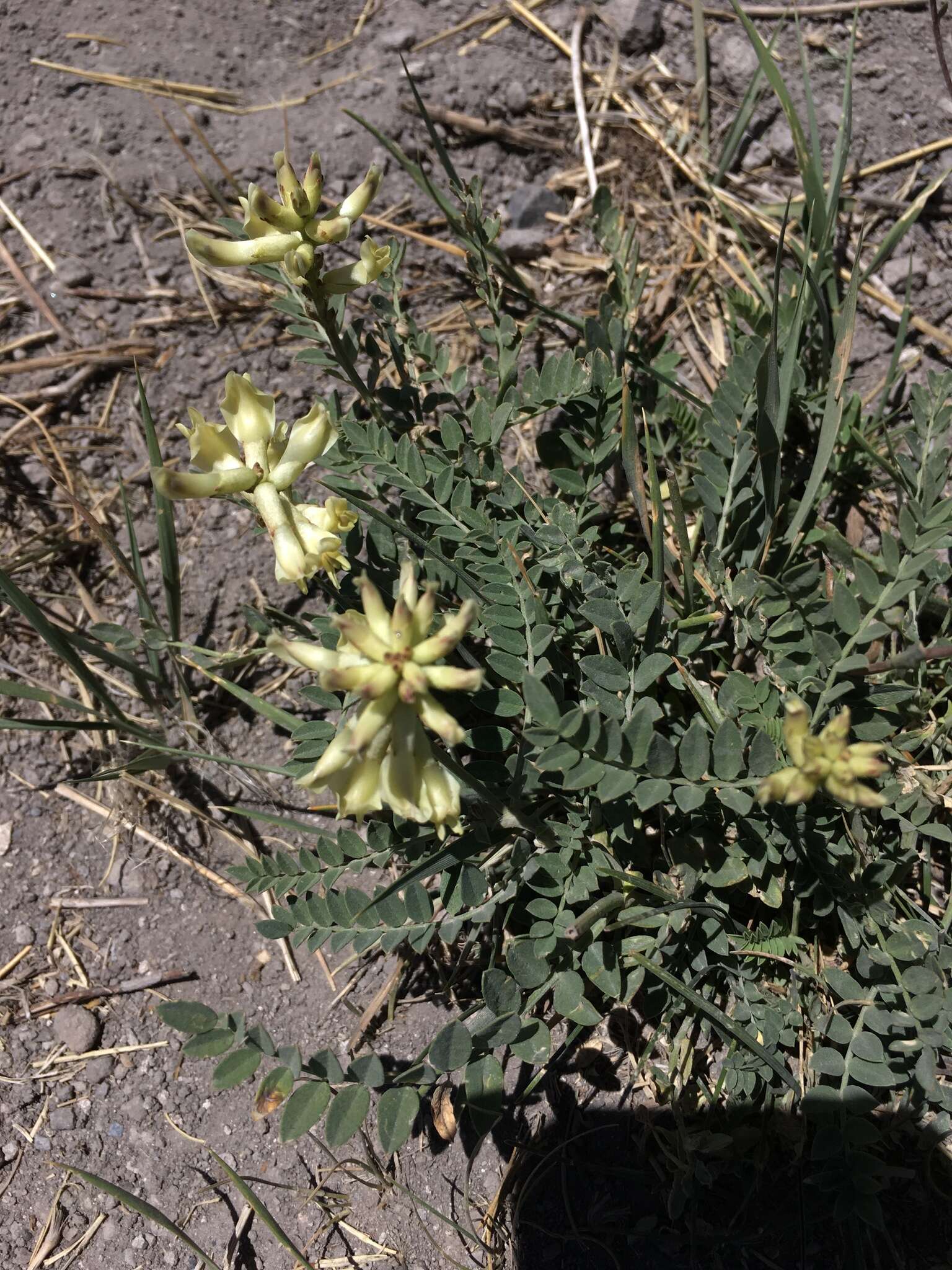 Astragalus canadensis var. brevidens (Gandog.) Barneby的圖片