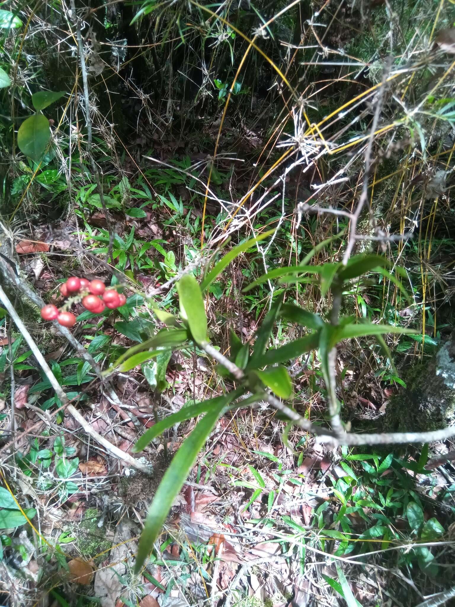 Слика од Dracaena reflexa Lam.