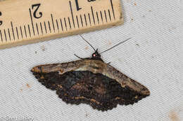 Image of Pale-edged Selenisa