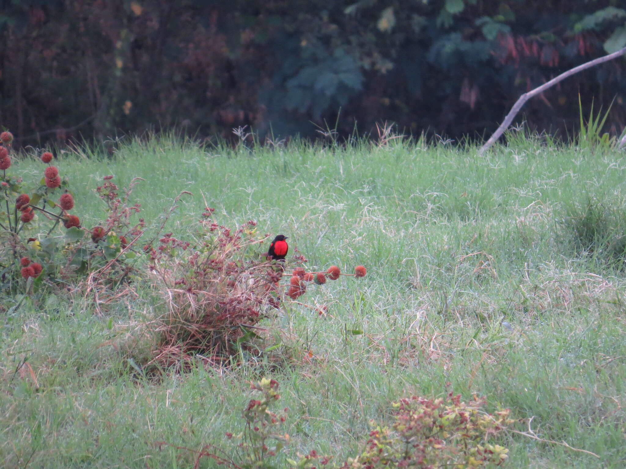 Image of Red-breasted Blackbird