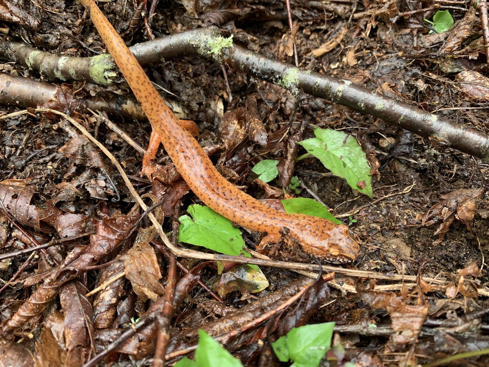 Image de Gyrinophilus porphyriticus danielsi (Blatchley 1901)