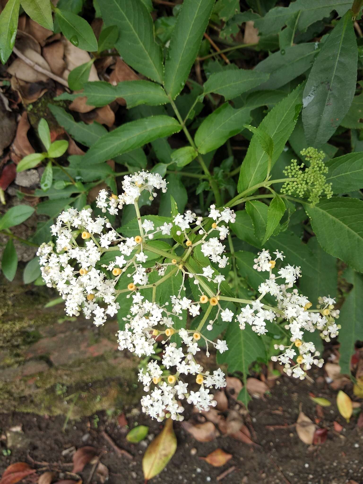 Plancia ëd Sambucus javanica Reinw. ex Bl.