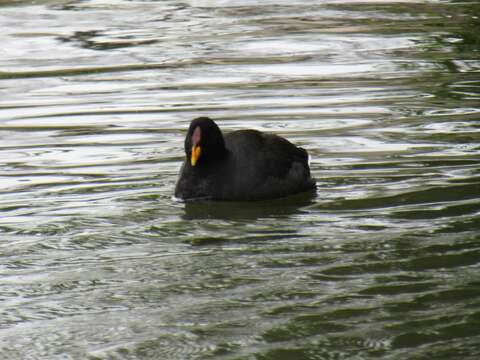 Imagem de Fulica rufifrons Philippi & Landbeck 1861