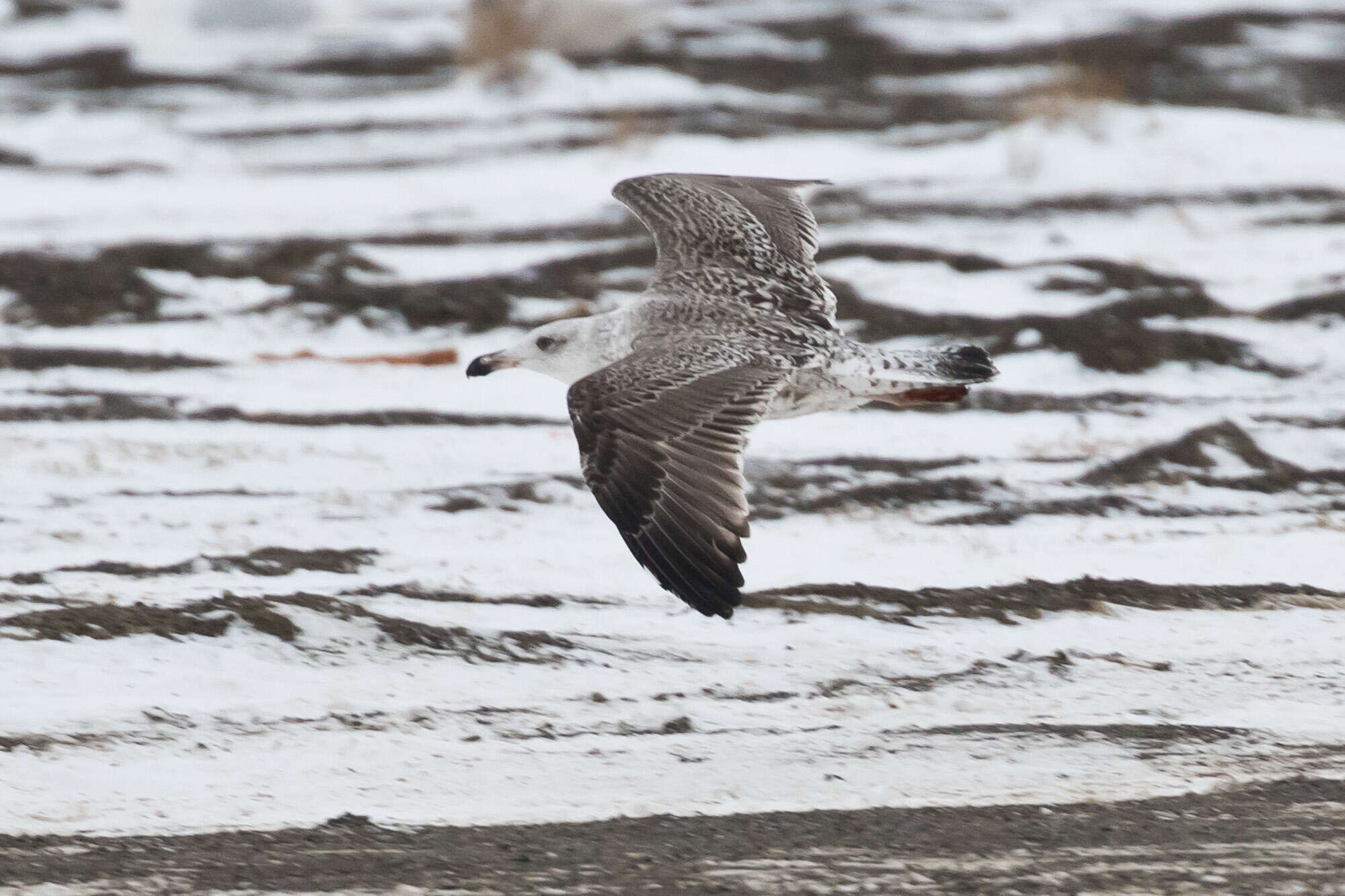 Image of Great Black-backed Gull