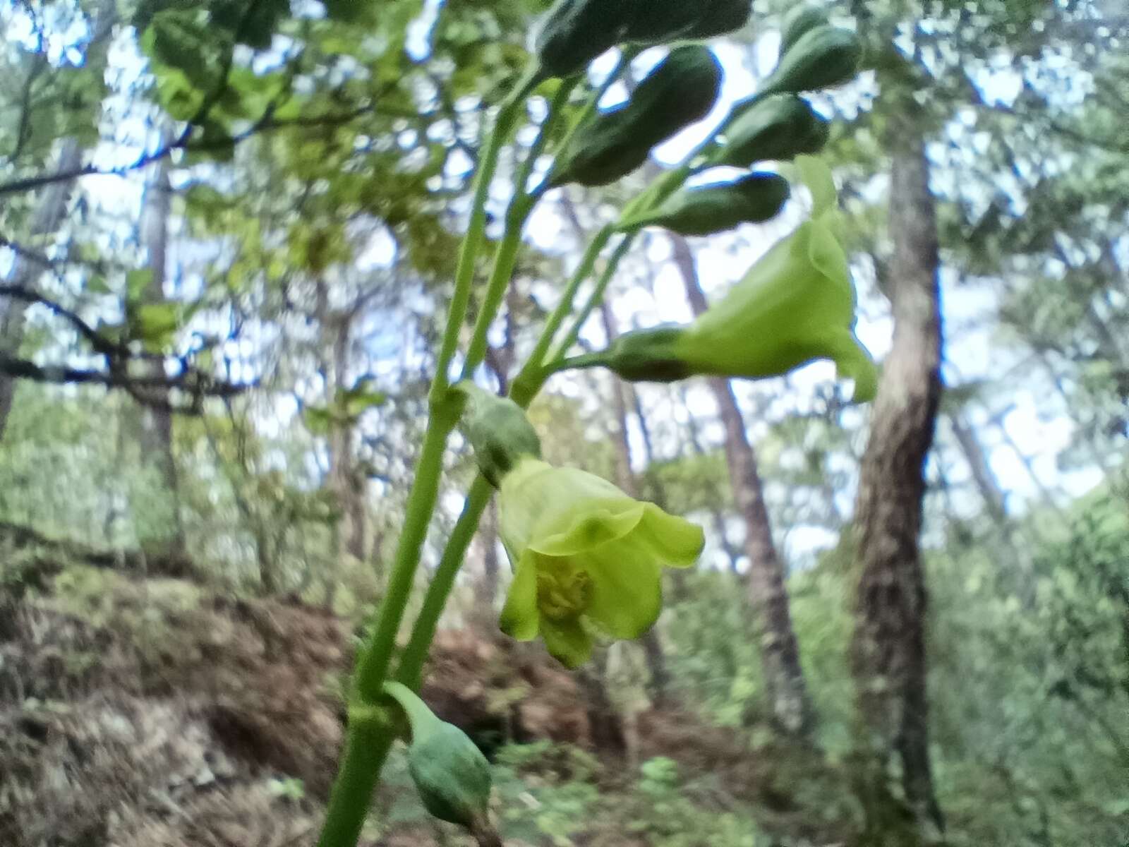 Image of Chelonanthus alatus Standl.