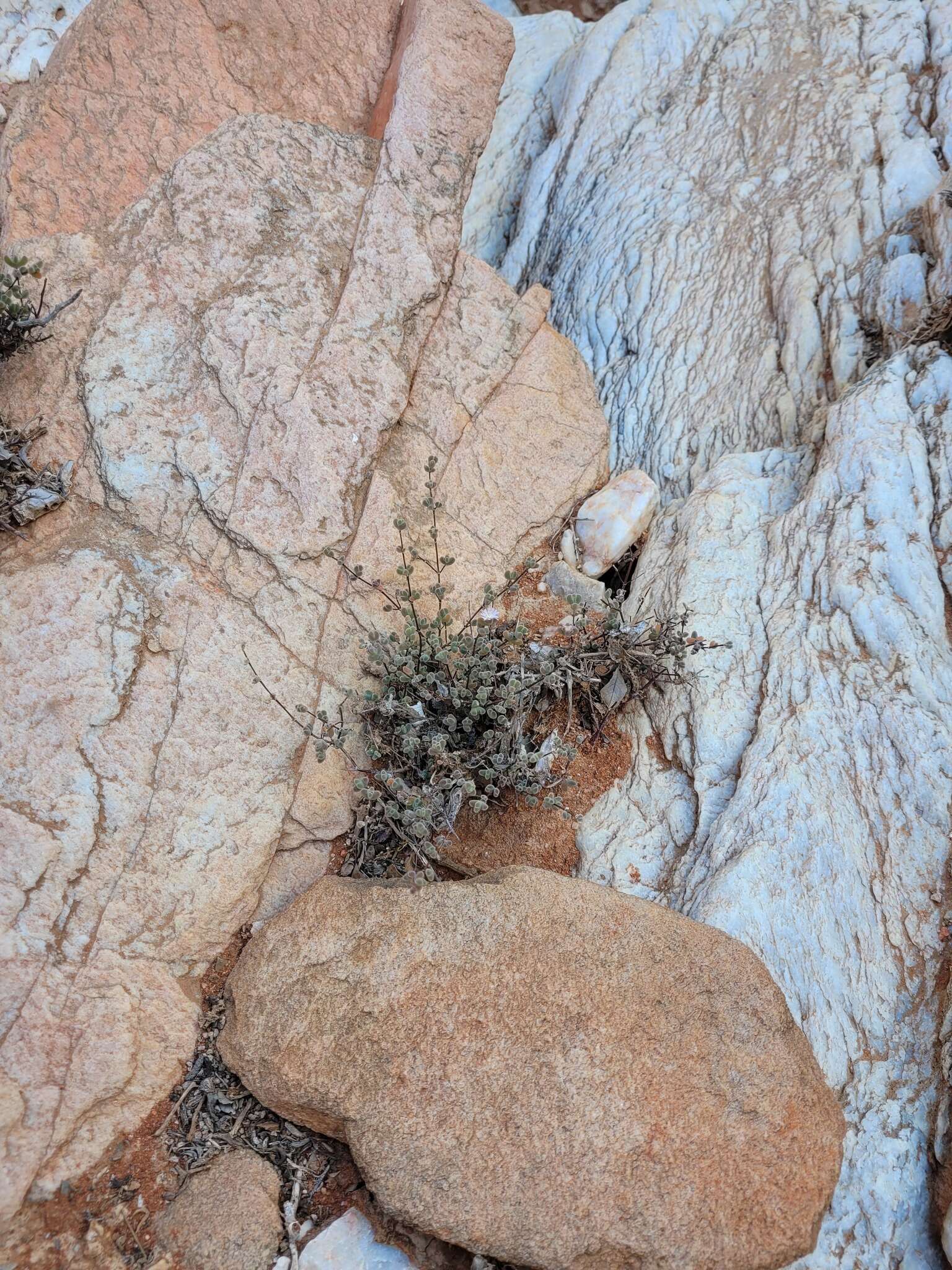 Imagem de Drosanthemum curtophyllum L. Bol.