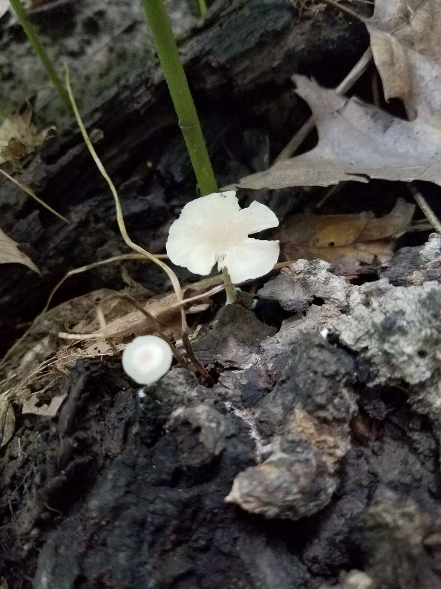 Image de Clitocybe americana H. E. Bigelow 1976