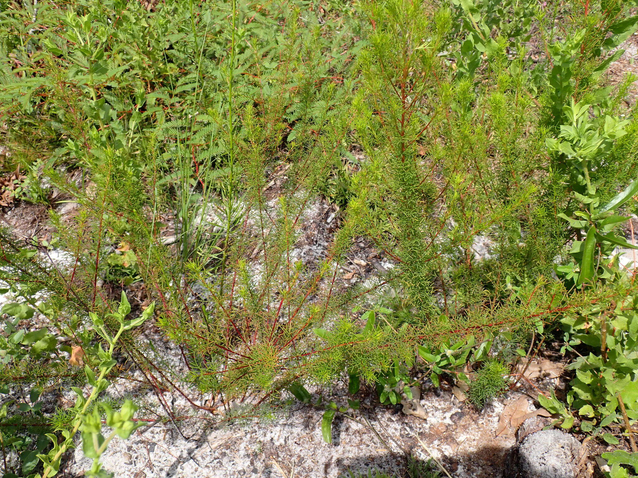 Dalea pinnata var. pinnata resmi