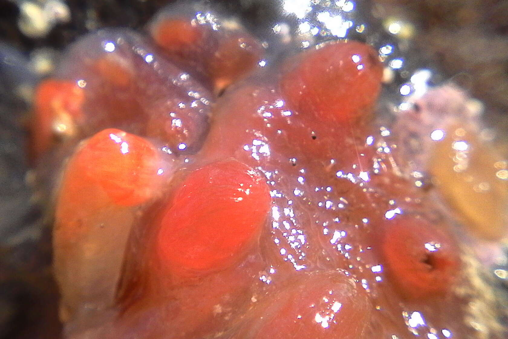 Image of Orange-tipped sea squirt