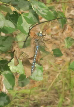 Image of Variable Darner