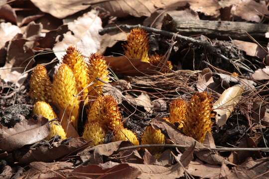 Image of alpine cancer-root