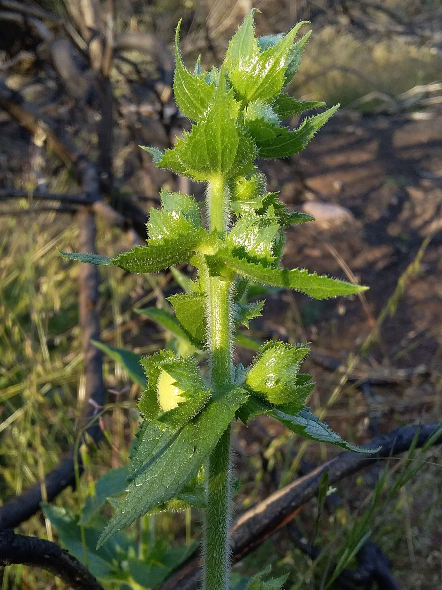 Sivun Verbascum creticum (L.) Cav. kuva